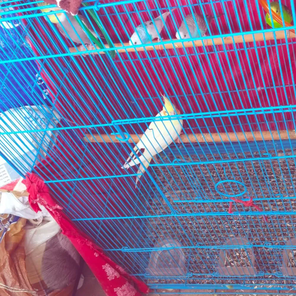Cash Box Wooden for sale in Dumka, Jharkhand