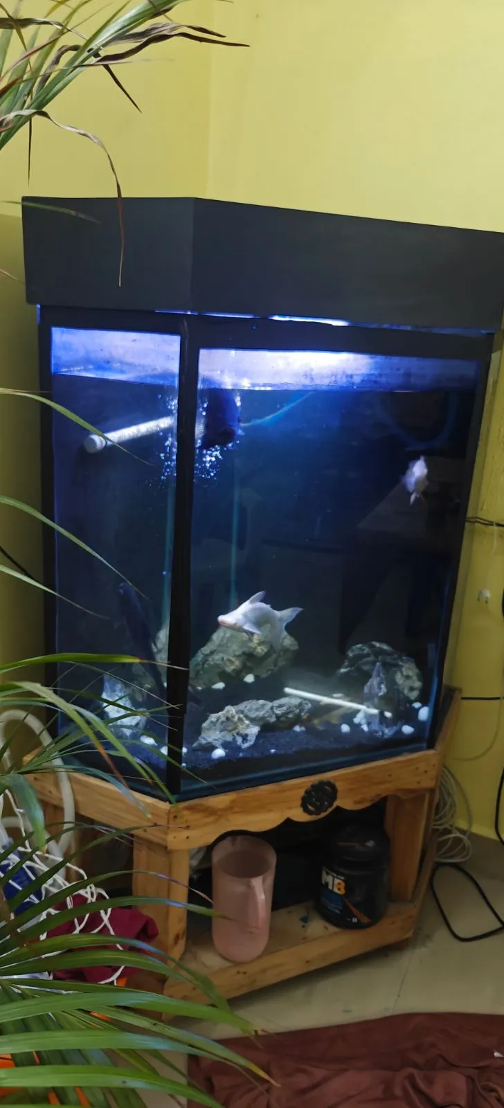 Fish aquarium tank and canister filter - Thumbnail 3