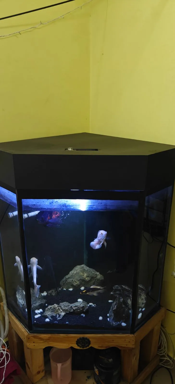 Fish aquarium tank and canister filter - Thumbnail 4