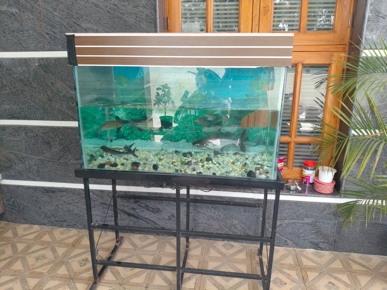 Aquarium Fish Tank with 6 Live Fish for Sale - Thumbnail 4