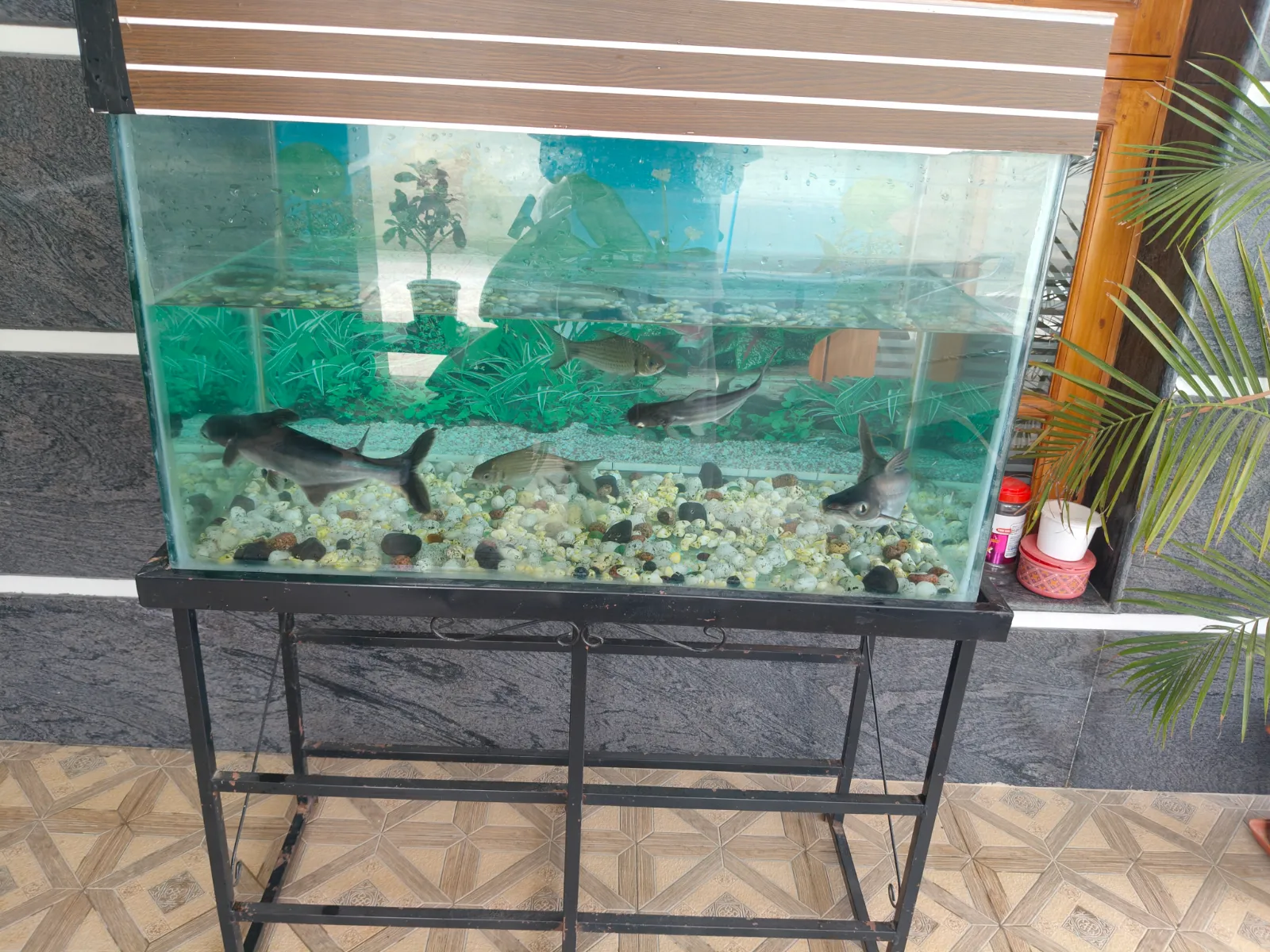 Aquarium Fish Tank with 6 Live Fish for Sale - Thumbnail 2