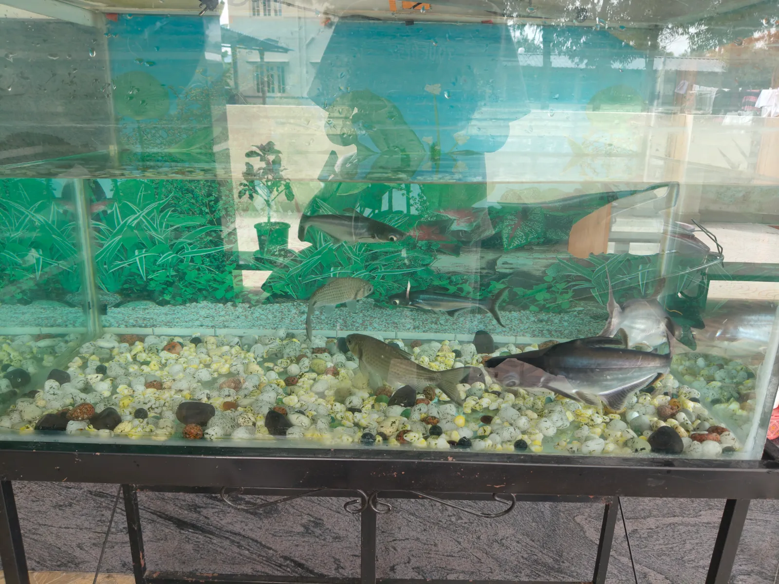 Aquarium Fish Tank with 6 Live Fish for Sale - Thumbnail 3