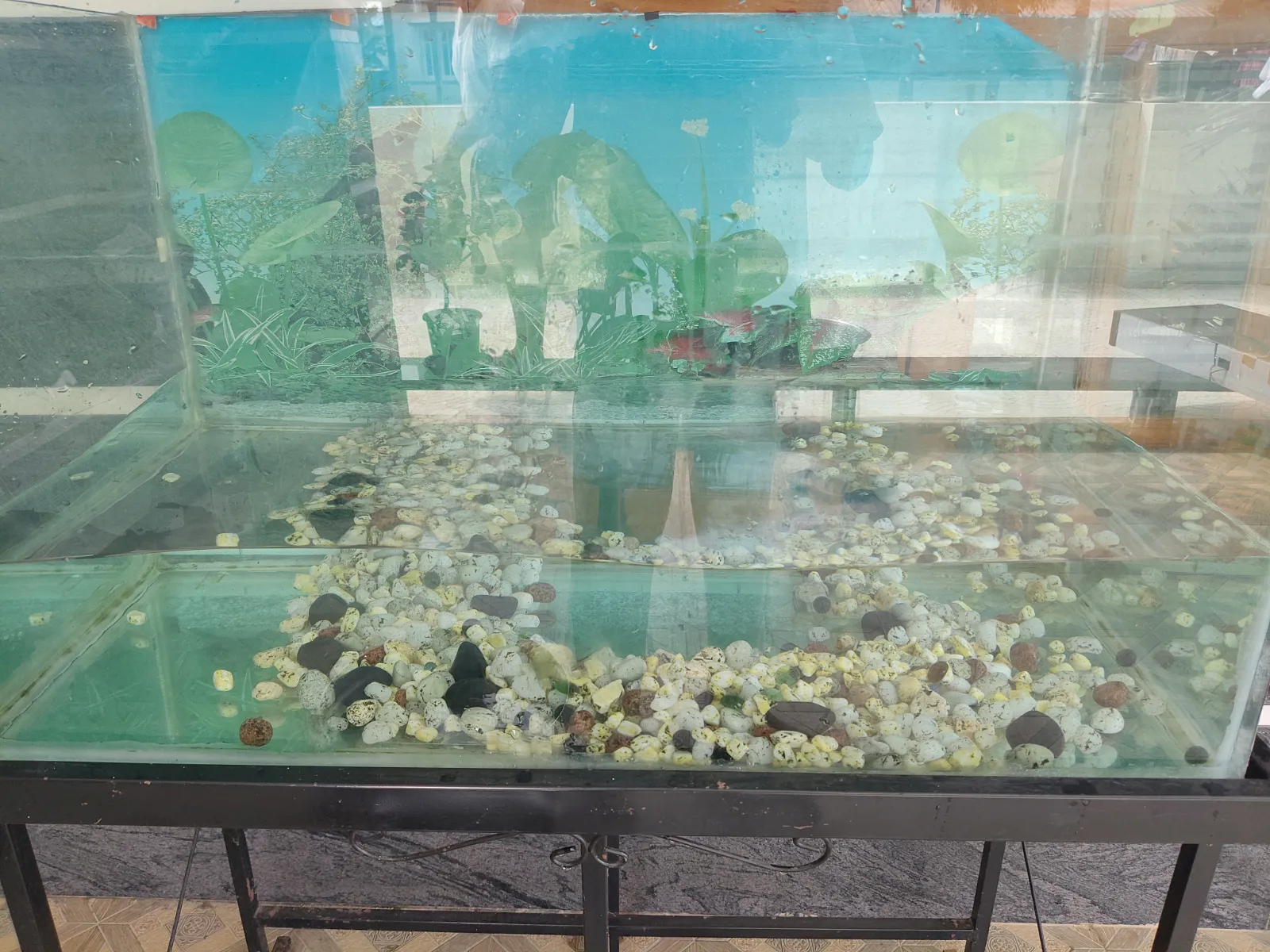 Aquarium Fish Tank with 6 Live Fish for Sale - Image 1